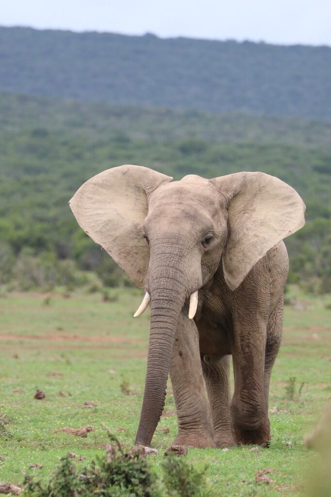 elephant, pachyderm, africa-4172945.jpg