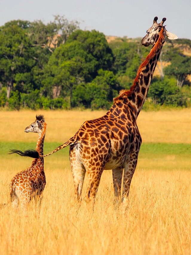 giraffe, animals, wildlife-2064520.jpg