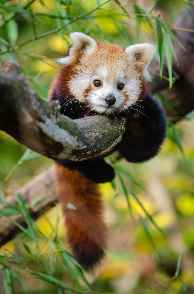 red panda, animal, baby-1852860.jpg