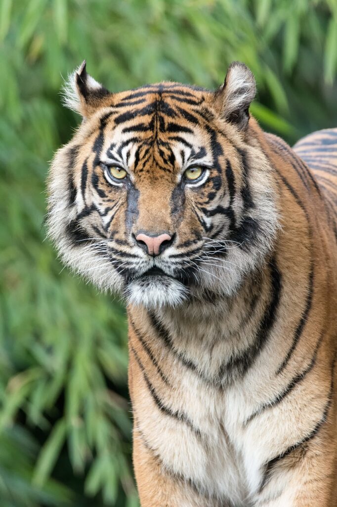 tiger, predator, zoo-2152747.jpg