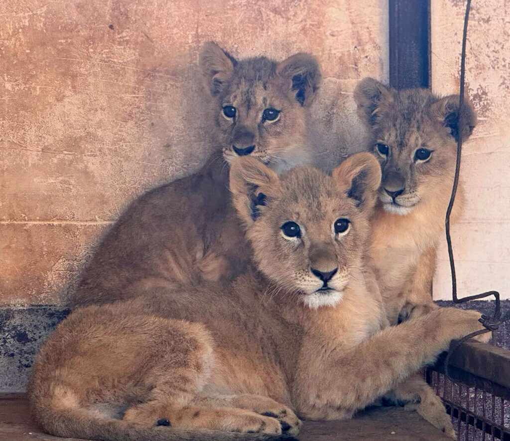 Heart of the Wild sanctuary Animals Lebanon