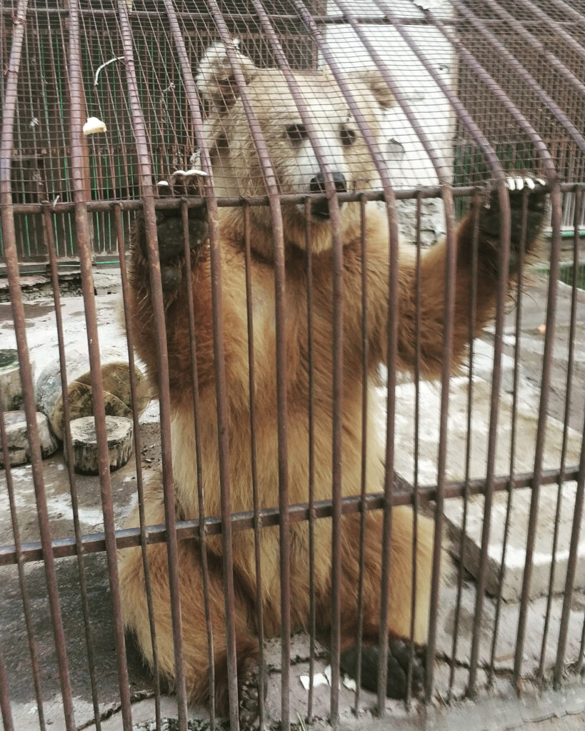 Heart of the Wild Sanctuary for animals and people