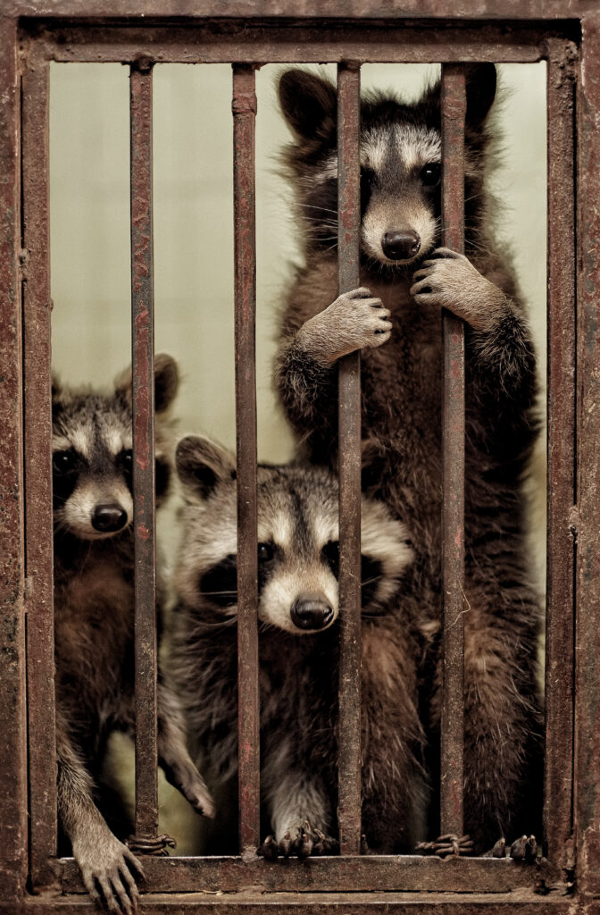 Heart of the Wild Sanctuary for animals and people